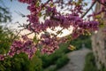 Cercis siliquastrum or Judas tree, ornamental tree blooming with beautiful deep pink colored flowers in the spring. Eastern redbud