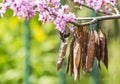 Cercis siliquastrum or Judas tree, ornamental tree blooming with beautiful deep pink colored flowers in the spring. Eastern redbud Royalty Free Stock Photo