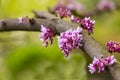 Cercis siliquastrum or Judas tree, ornamental tree blooming with beautiful deep pink colored flowers in the spring. Eastern redbud Royalty Free Stock Photo