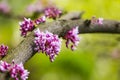 Cercis siliquastrum or Judas tree, ornamental tree blooming with beautiful deep pink colored flowers in the spring. Eastern redbud Royalty Free Stock Photo