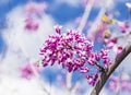 Cercis siliquastrum or Judas tree, ornamental tree blooming with beautiful deep pink colored flowers in the spring. Eastern redbud Royalty Free Stock Photo