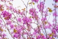 Cercis siliquastrum or Judas tree, ornamental tree blooming with beautiful pink colored flowers. Eastern redbud tree blossoms in Royalty Free Stock Photo