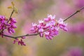 Cercis siliquastrum or Judas tree, ornamental tree blooming with beautiful pink colored flowers. Eastern redbud tree blossoms in Royalty Free Stock Photo
