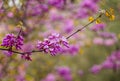 Cercis siliquastrum or Judas tree, ornamental tree blooming with beautiful pink colored flowers. Eastern redbud tree blossoms in Royalty Free Stock Photo