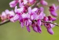 Cercis siliquastrum or Judas tree, ornamental tree blooming with beautiful pink colored flowers. Eastern redbud tree blossoms in Royalty Free Stock Photo