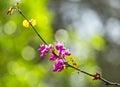 Cercis siliquastrum or Judas tree, ornamental tree blooming with beautiful pink colored flowers. Eastern redbud tree blossoms in Royalty Free Stock Photo
