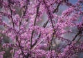 Cercis siliquastrum or Judas tree, ornamental tree blooming with beautiful deep pink colored flowers in the spring. Eastern redbud Royalty Free Stock Photo