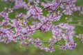 Cercis siliquastrum or Judas tree, ornamental tree blooming with beautiful deep pink colored flowers in the spring. Eastern redbud Royalty Free Stock Photo