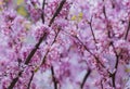 Cercis siliquastrum or Judas tree, ornamental tree blooming with beautiful deep pink colored flowers in the spring. Eastern redbud Royalty Free Stock Photo