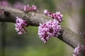 Cercis siliquastrum or Judas tree, ornamental tree blooming with beautiful deep pink colored flowers in the spring. Eastern redbud Royalty Free Stock Photo