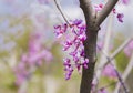 Cercis siliquastrum or Judas tree, ornamental tree blooming with beautiful deep pink colored flowers in the spring. Eastern redbud Royalty Free Stock Photo