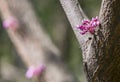 Cercis siliquastrum or Judas tree, ornamental tree blooming with beautiful deep pink colored flowers in the spring. Eastern redbud Royalty Free Stock Photo