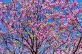 Cercis tree in bloom with blue sky Royalty Free Stock Photo