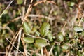 CERCOCARPUS BETULOIDES LEAF - RED ROCK CP - 022421 A