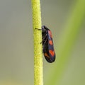 Cercopis intermedia in its typical prairie habitat. Cercopis intermedia is a species of froghopper in the family Cercopidae.