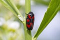 Cercopis intermedia in its typical prairie habitat. Cercopis intermedia is a species of froghopper in the family Cercopidae.