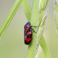 Cercopis intermedia in its typical prairie habitat. Cercopis intermedia is a species of froghopper in the family Cercopidae.