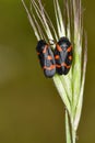 Hemipteros, Insects in their natural environment. Macro photography.