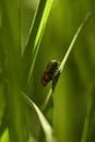 Black and red froghopper in grass Royalty Free Stock Photo