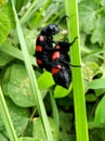 Cercopis vulnerata