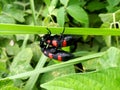 Cercopis vulnerata