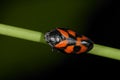 Cercopis vulnerata, red-and-black froghopper Royalty Free Stock Photo