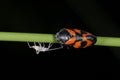 Cercopis vulnerata, red-and-black froghopper Royalty Free Stock Photo