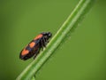 Cercopis vulnerata, red and black insect, on stalk. Royalty Free Stock Photo