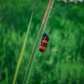 Cercopis vulnerata & x28;also known as the black-and-red froghopper or red-and-black froghopper& x29; Royalty Free Stock Photo