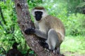 Cercopithecus Aethiops Royalty Free Stock Photo