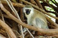 Cercopithecus Aethiops Royalty Free Stock Photo