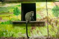 Cercopithecus neglectus