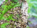 Cercospora beticola disease in the beet field