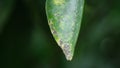 Cercospora capsici is a fungal plant pathogen that causes leaf spot, known as frogeye spot, on peppers Royalty Free Stock Photo