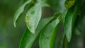 Cercospora capsici is a fungal plant pathogen that causes leaf spot, known as frogeye spot, on peppers Royalty Free Stock Photo