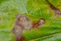 Cercospora leaf spot Royalty Free Stock Photo