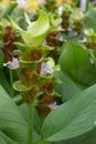 Cercuma alismatifolia Gagnep