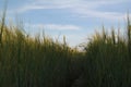 Cereal agriculture green landscape clouds