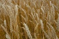 Cereal. Cereal  field. Sommer. Royalty Free Stock Photo