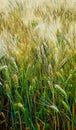 Cereal (barley) growing and ripening in a field. Royalty Free Stock Photo