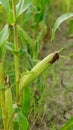 Corn Maize Royalty Free Stock Photo