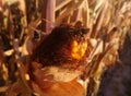 Cereal close-up. Corn cobs growing. Grain drying under the sun of Spain before being harvested. Royalty Free Stock Photo