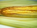 Cereal concept. Semi-husked ripe corn. Corn with leaves. Maize with hairs. Bright yellow grains