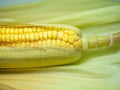 Cereal concept. Semi-husked ripe corn. Corn with leaves. Maize with hairs. Bright yellow grains