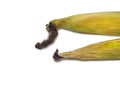 Cereal concept. Unhusked old corn on a white background. Corn with leaves. Maize with hairs