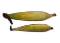 Cereal concept. Unhusked old corn on a white background. Corn with leaves. Maize with hairs