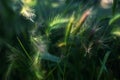 Cereal Crop Ears With Vibrant Green Color Grass Close Up Photo Taken On Summer Sunny Day