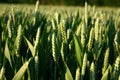 Cereal crop: spikes of wheat on a field Royalty Free Stock Photo