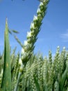 Cereal Crops Royalty Free Stock Photo