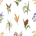 Cereal crops pattern. Seamless background with different grain plants. Repeating print with oat, barley and flax drawn